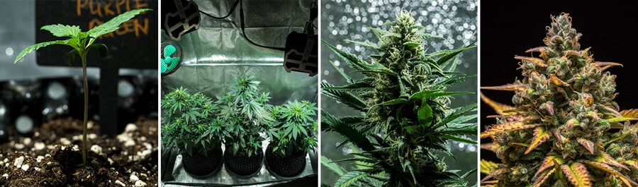 Collage van afbeeldingen van Purple Queen Auto cannabissoort van Royal Queen Seeds. Deze autoflower biedt levendige paarse toppen, citrusgeuren en een zachte high. Groeit tot 90–140 cm binnenshuis, met een opbrengst van 400 g/m² in 8–9 weken. Ideaal voor binnenteelt.