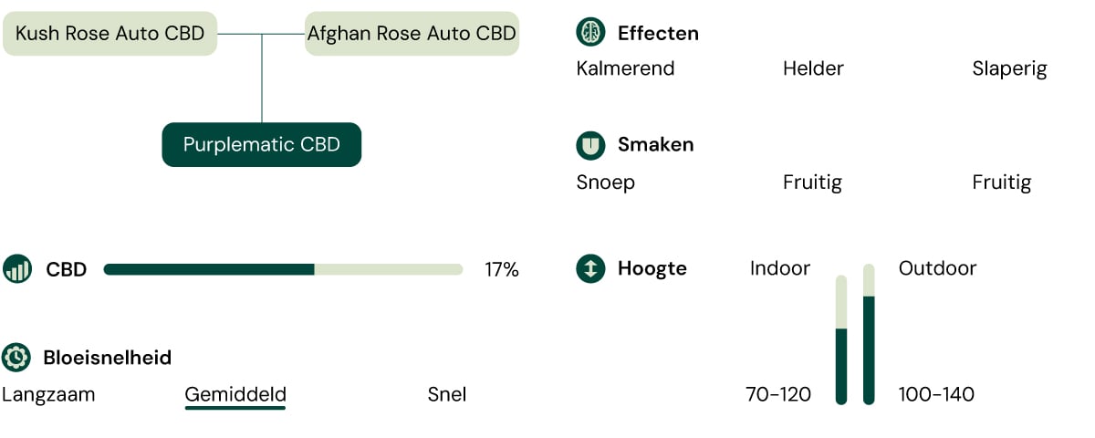 Een infographic met de kenmerken van de Purplematic CBD-soort, waarin het fruitige aroma, de compacte groei (70–120 cm) en de niet-psychoactieve effecten worden benadrukt, waardoor deze geschikt is voor kwekers met verschillende ervaringsniveaus.