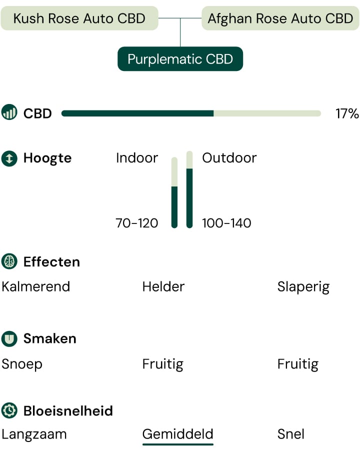 Een infographic met de kenmerken van de Purplematic CBD-soort, waarin het fruitige aroma, de compacte groei (70–120 cm) en de niet-psychoactieve effecten worden benadrukt, waardoor deze geschikt is voor kwekers met verschillende ervaringsniveaus.