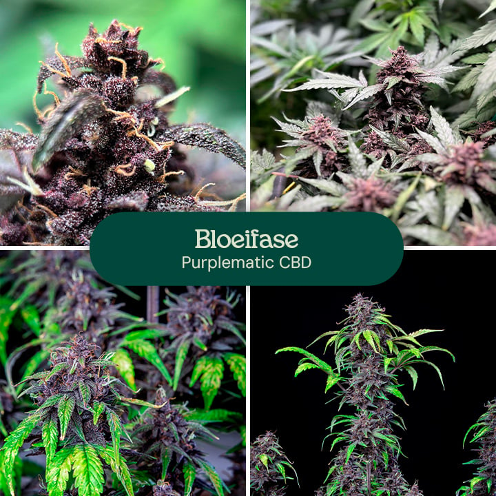 Bloeiingsfase van de Purplematic CBD-soort, waarin zich ontwikkelende toppen en groene bladeren worden getoond.