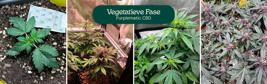 Afbeeldingen van de vegetatieve fase van de Purplematic CBD-soort, waarin een jong zaailing en meerdere planten met gezonde groene bladeren onder groeilampen worden getoond, wat wijst op robuuste groei tijdens deze fase.