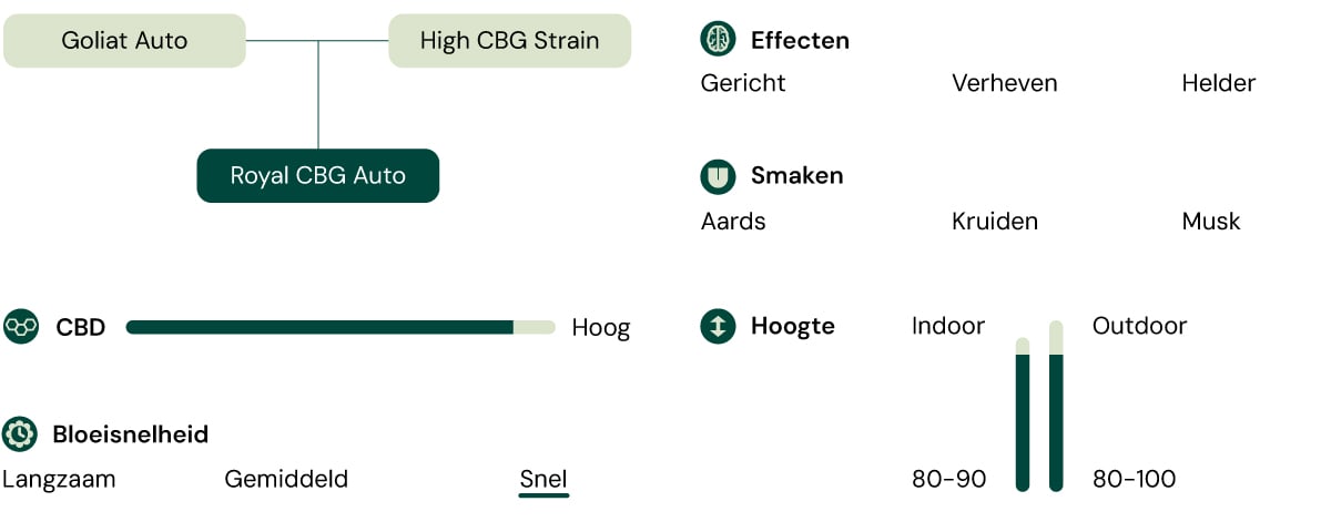 nfographic met de kenmerken van de Royal CBG Auto cannabissoort, inclusief eigenschappen zoals een hoog CBG-gehalte, snelle bloeitijd, compacte hoogte en effecten zoals focus en helderheid.