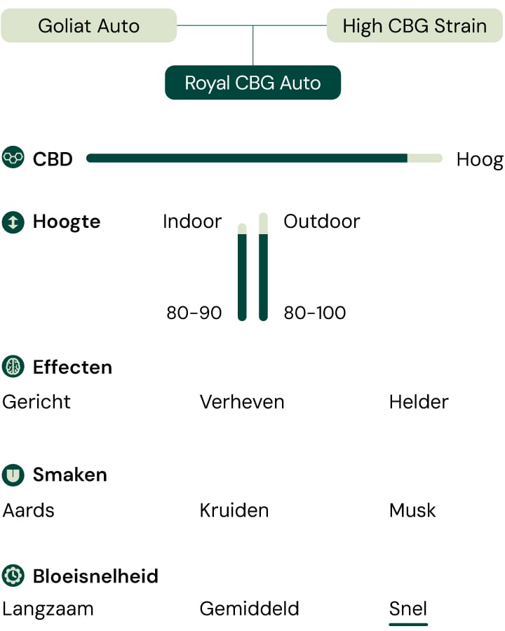 nfographic met de kenmerken van de Royal CBG Auto cannabissoort, inclusief eigenschappen zoals een hoog CBG-gehalte, snelle bloeitijd, compacte hoogte en effecten zoals focus en helderheid.