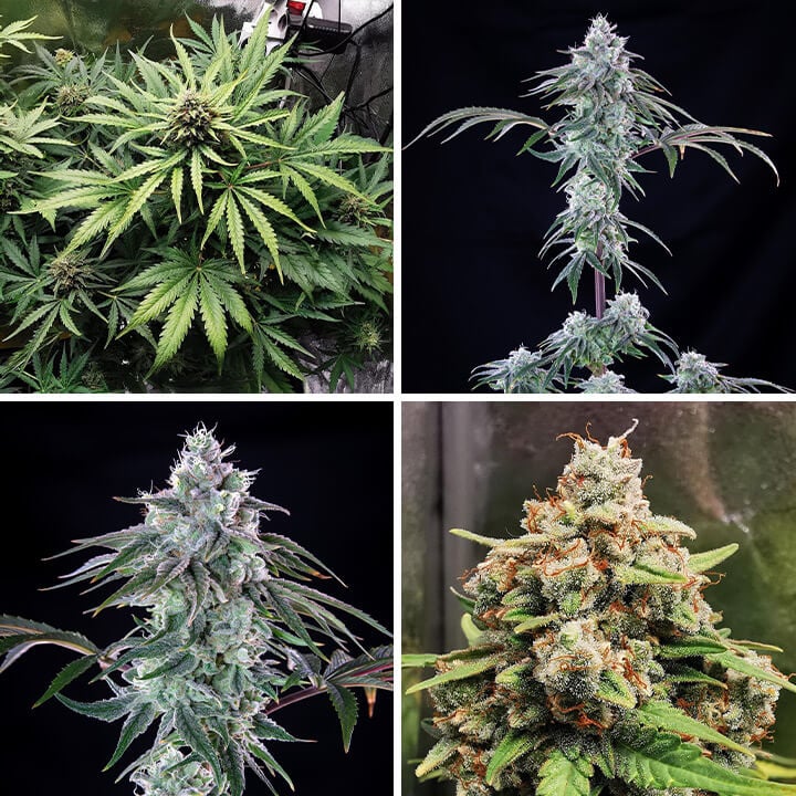 Royal Cheese cannabis plant groei stadia. Vroege knoppen, mature dichte toppen en gedetailleerde close-ups. 