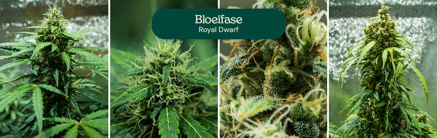 Royal Dwarf Flowering Phase & Harvest