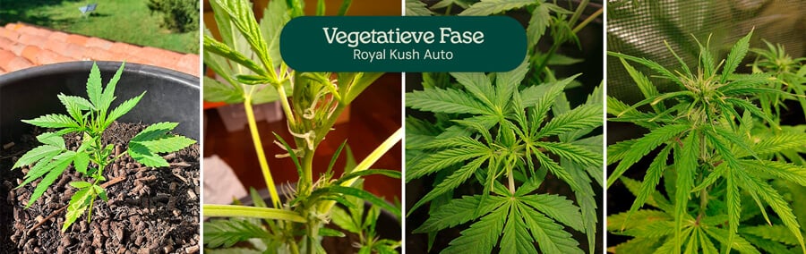 Royal Kush Auto Vegetative Phase