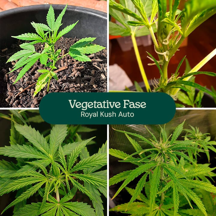 Royal Kush Auto Vegetative Phase