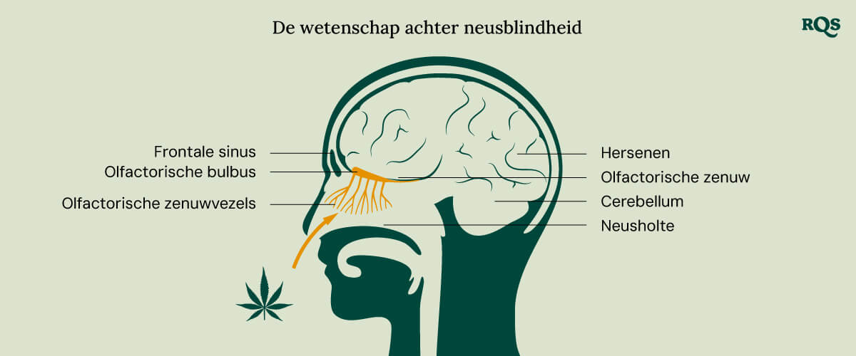 Illustratie getiteld "De wetenschap achter neusblindheid", die het menselijke hoofd en de schedel toont met gelabelde olfactorische structuren, zoals neusholtes, olfactorische zenuwen en hersenen. Gele lijnen geven de olfactorische vezels aan.