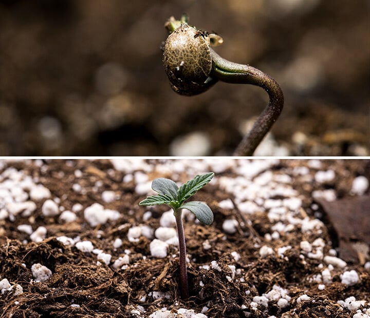 Triptych van drie afbeeldingen die de zaailingfase van de cannabisteelt tonen: de eerste afbeelding toont een close-up van een cannabiszaad, de tweede laat het kiemproces zien met het kiemende zaad en een zichtbare penwortel, en de derde illustreert een eenweek oude cannabispant met zich ontwikkelende echte bladeren. Deze visuele gids benadrukt de belangrijkste groeifasen, waaronder imbibitie en de overgang van zaad naar zaailing.