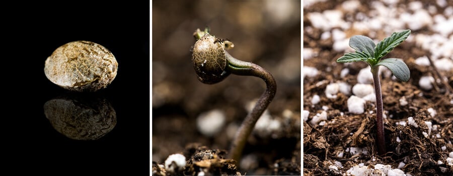 Triptych van drie afbeeldingen die de zaailingfase van de cannabisteelt tonen: de eerste afbeelding toont een close-up van een cannabiszaad, de tweede laat het kiemproces zien met het kiemende zaad en een zichtbare penwortel, en de derde illustreert een eenweek oude cannabispant met zich ontwikkelende echte bladeren. Deze visuele gids benadrukt de belangrijkste groeifasen, waaronder imbibitie en de overgang van zaad naar zaailing.