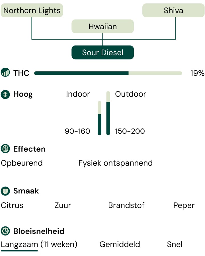 Sour Diesel Characteristics