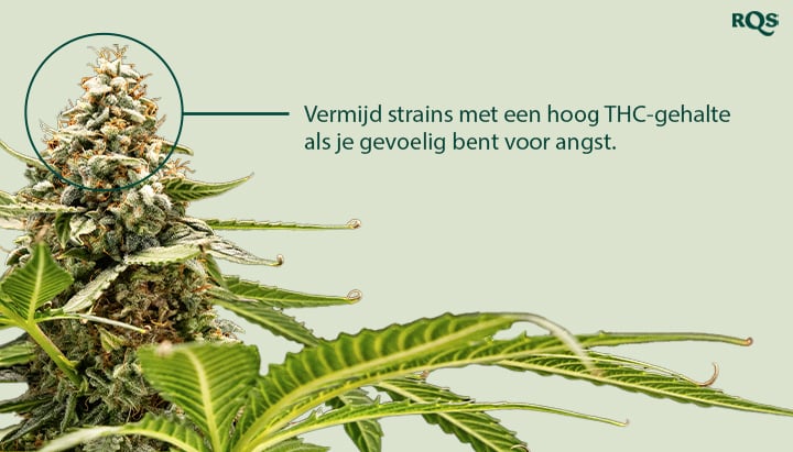 Een close-up van een cannabisplant met een knop die wordt benadrukt. De tekst "Vermijd variëteiten met hoog THC-gehalte als je een angstgevoelige gebruiker bent" staat naast de knop.