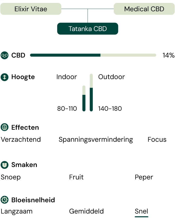 Tatanka CBD Kenmerken Diagram: Effecten, Smaken, CBD-inhoud, Hoogte, Bloei Snelheid en Teeltomgeving