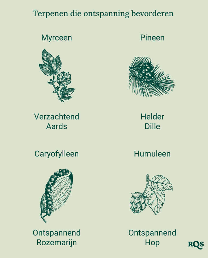 Een diagram met ontspannende terpenen, waaronder Myrceen, Pinen, Caryofylleen en Humuleen, alfabetisch gerangschikt met afbeeldingen van de bronplanten, die hun kalmerende effecten benadrukken.