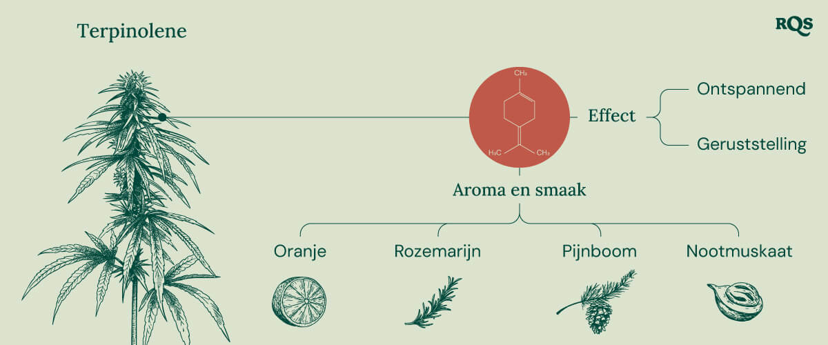 "Terpinoleen-infographic: De chemische structuur, het aroma, de smaak en de effecten van terpinoleen, een terpeen dat in cannabis voorkomt.       "