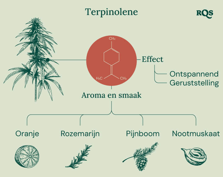 "Terpinoleen-infographic: De chemische structuur, het aroma, de smaak en de effecten van terpinoleen, een terpeen dat in cannabis voorkomt.       "