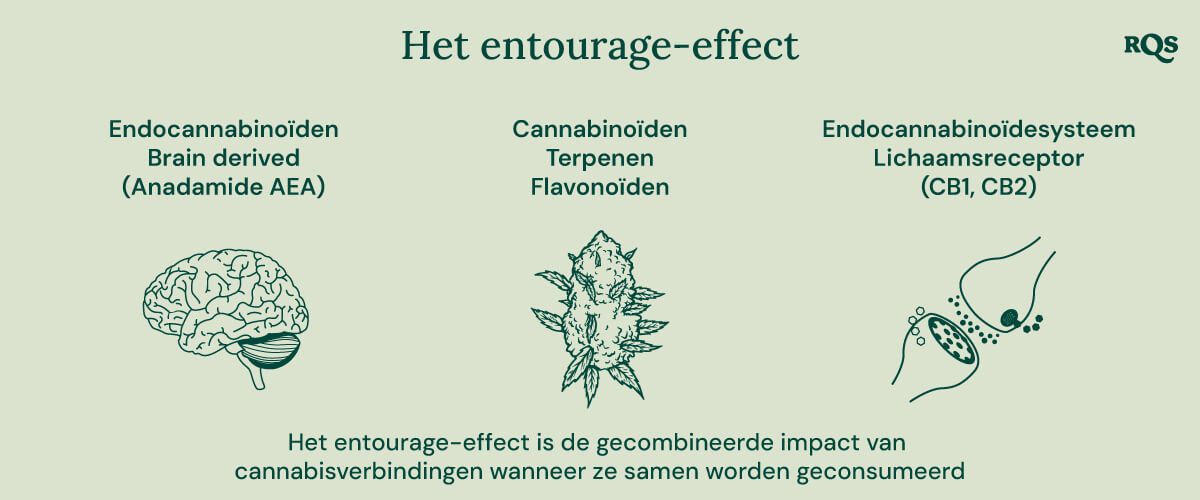 Infografiek die weergeeft hoe verschillende cannabisverbindingen in het lichaam interageren. Het illustreert de relatie tussen endocannabinoïden, cannabinoïden, terpenen, flavonoïden en de lichaamreceptoren van het endocannabinoïdesysteem. Het diagram toont een brein, een cannabisbloem en celreceptoren om weer te geven hoe deze elementen samenwerken.