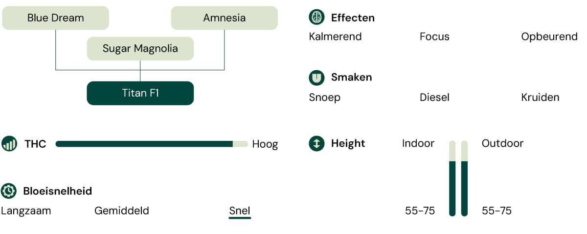 Diagram van de Titan F1 cannabissoort, met de ouderstammen, effecten, smaakprofiel, THC-gehalte, planthoogte en snelle bloeisnelheid.