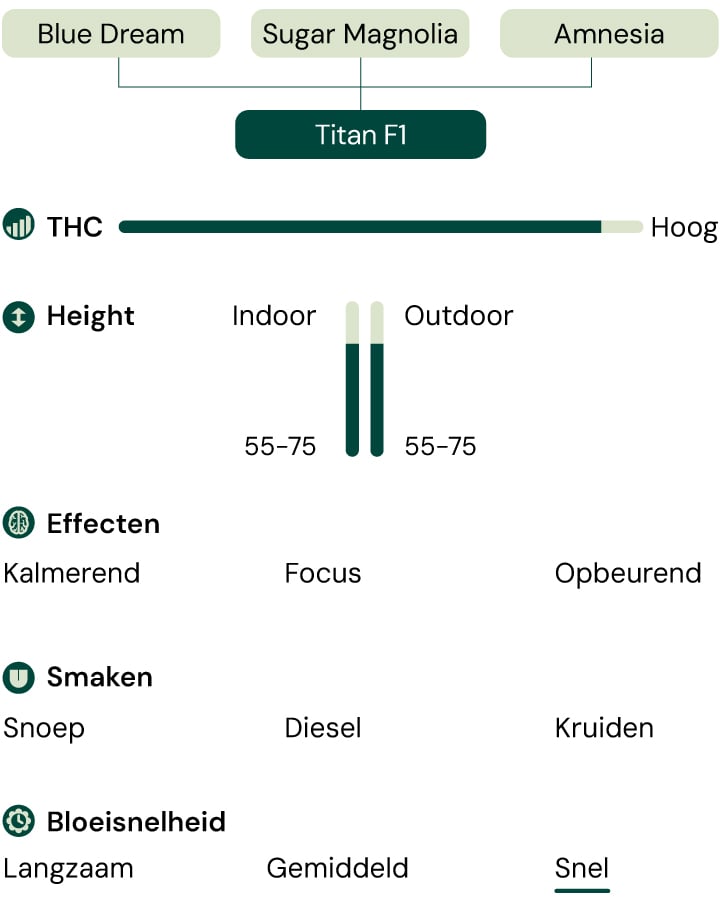 Diagram van de Titan F1 cannabissoort, met de ouderstammen, effecten, smaakprofiel, THC-gehalte, planthoogte en snelle bloeisnelheid.