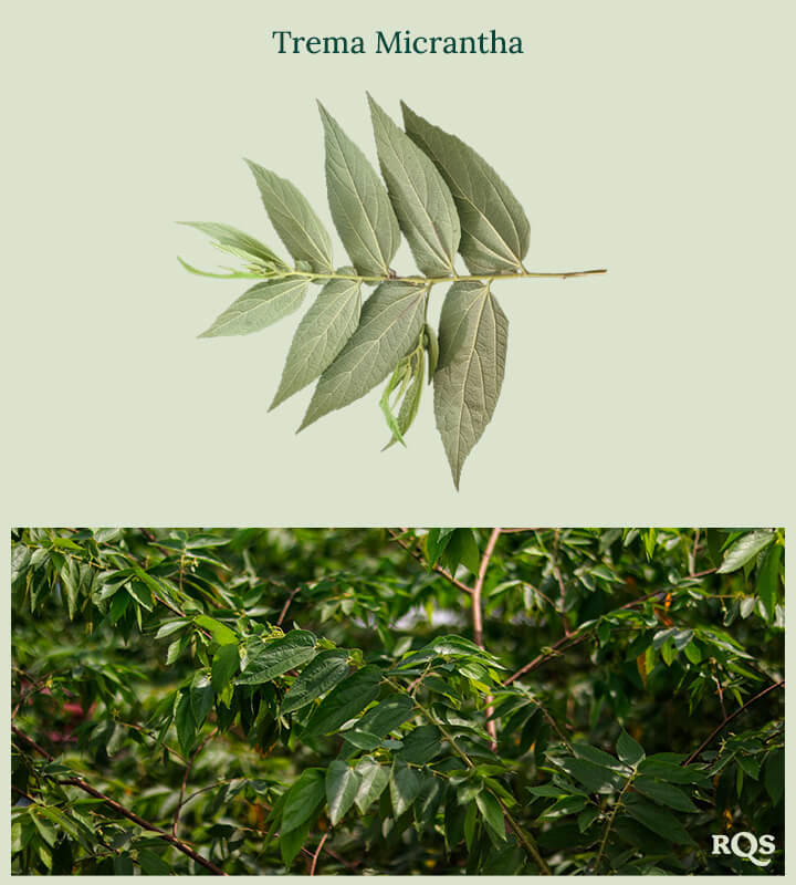 Trema Micrantha Cannabis