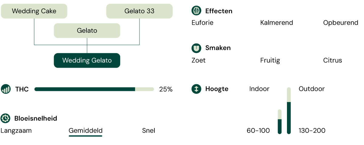 Infographic die de kenmerken van de cannabissoort Wedding Gelato illustreert, met de nadruk op 60% indica en 25% THC-inhoud, samen met beschrijvingen van het aroma, het smaakprofiel en de uitgebalanceerde cerebrale en fysieke effecten.