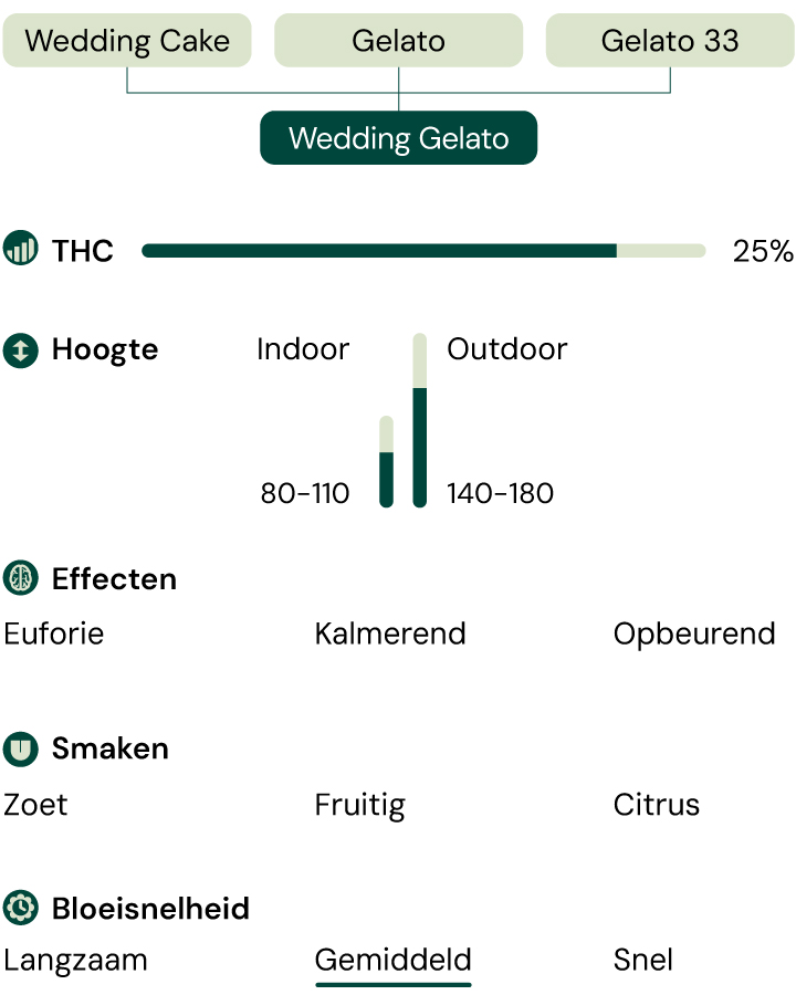 Infographic die de kenmerken van de cannabissoort Wedding Gelato illustreert, met de nadruk op 60% indica en 25% THC-inhoud, samen met beschrijvingen van het aroma, het smaakprofiel en de uitgebalanceerde cerebrale en fysieke effecten.