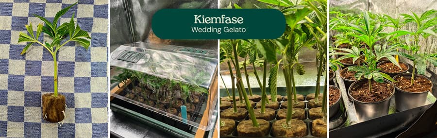 Afbeelding die de kiemfase van Wedding Gelato cannabiszaden toont, met nadruk op de verse zaden en de vroege groeifasen, geschikt voor zowel beginnende als ervaren kwekers.