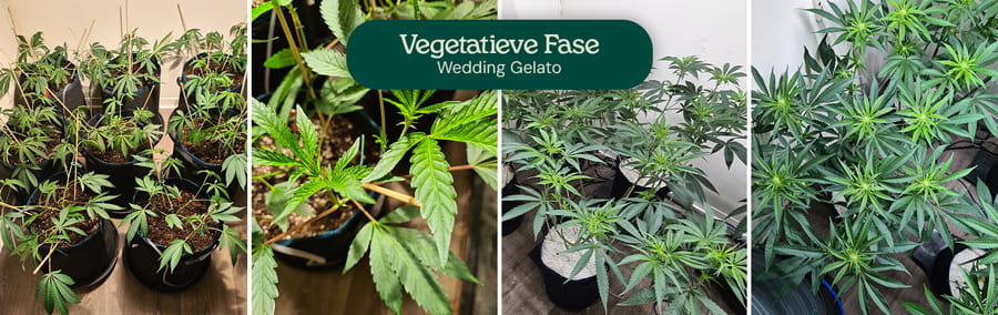 Afbeelding die de vegetatieve fase van Wedding Gelato cannabisplanten toont, met een typische hybride structuur, gematigde fanned bladeren en een sterke centrale stam, geschikt voor zowel beginnende als ervaren kwekers.