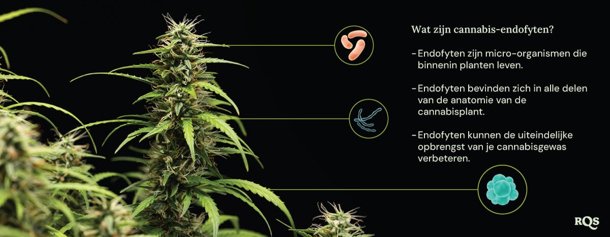 Een diagram van een cannabisplant omringd door drie cirkels die de voordelen van endofyten laten zien: ze leven in planten, bewonen alle plantendelen en verhogen de cannabisoogst. Een vergrootglas benadrukt de endofyten in de plant.