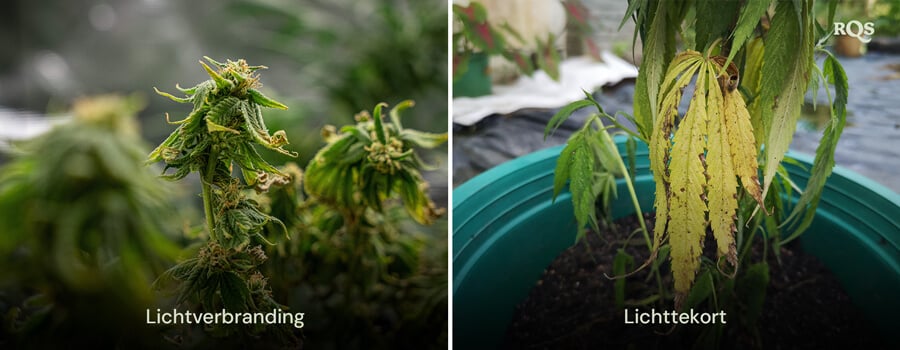 Vergelijking van cannabisbladeren met schade door lichtverbranding en lichttekort, met gele en bruine verkleuring. Gerelateerd aan cannabisbladeren die geel worden door lichtstress.