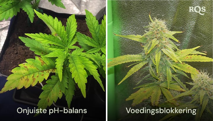 Zij-aan-zij vergelijking van cannabisplanten die zijn aangetast door een verkeerde pH-balans en nutriëntenblokkering, met zichtbaar vergeelde en bruine bladeren. Gerelateerd aan gele cannabisbladeren en voedingstekorten.