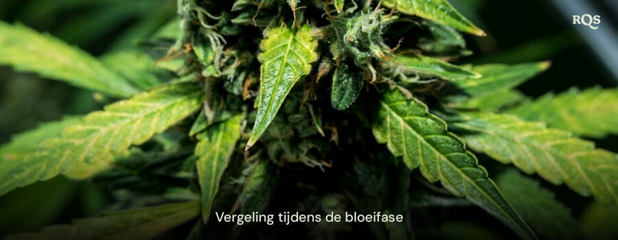 Close-up van cannabisbladeren die geel worden tijdens de bloeifase, met tekenen van veroudering of voedingstekorten. Gerelateerd aan fanbladeren die geel worden tijdens de bloei.