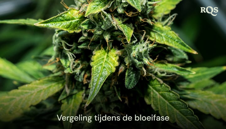 Close-up van cannabisbladeren die geel worden tijdens de bloeifase, met tekenen van veroudering of voedingstekorten. Gerelateerd aan fanbladeren die geel worden tijdens de bloei.