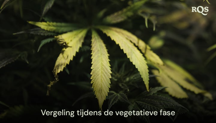 Cannabisbladeren die geel worden tijdens de vegetatieve fase, met symptomen van voedingstekorten of waterproblemen. Relevante fanbladeren die geel worden tijdens de vegetatieve fase.