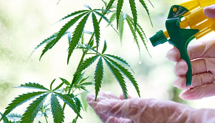 "Een persoon met handschoenen spuit een cannabisplant met een sprayfles om de plant te voeden en de gezondheid te behouden.  "