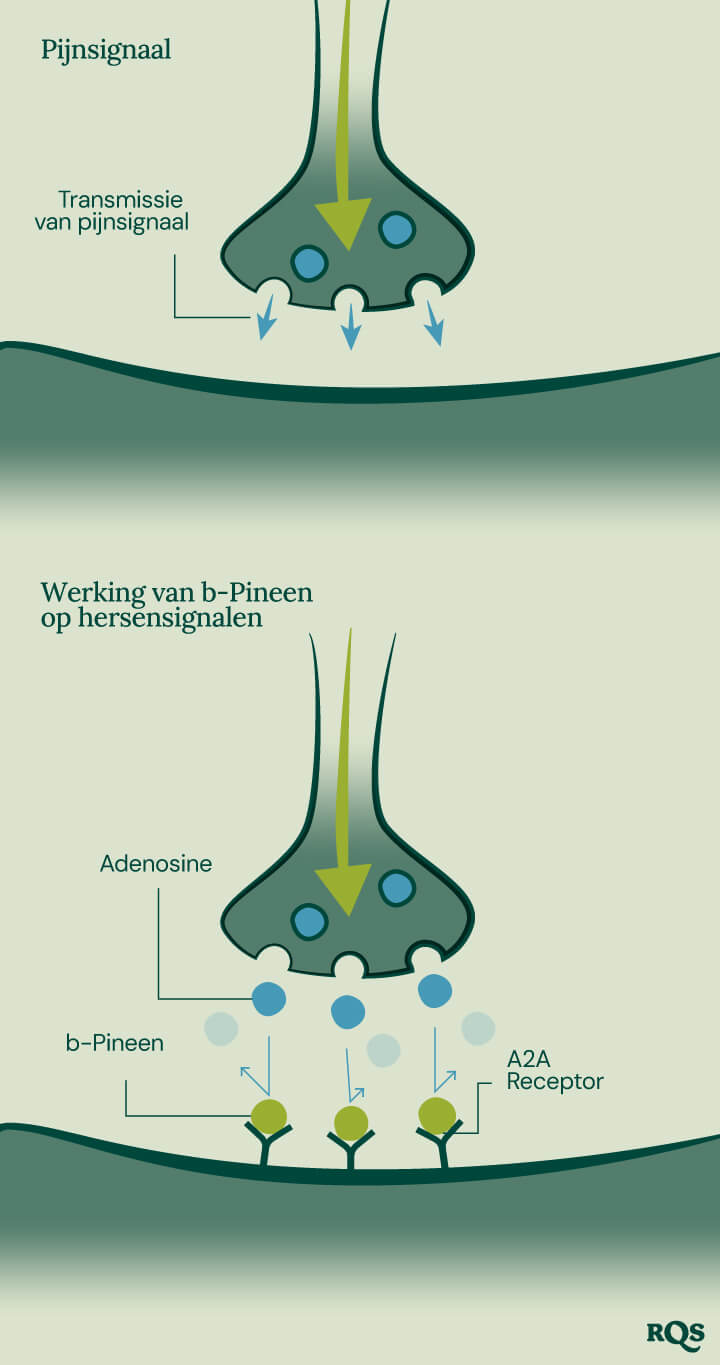 Pinene Pain Transmission