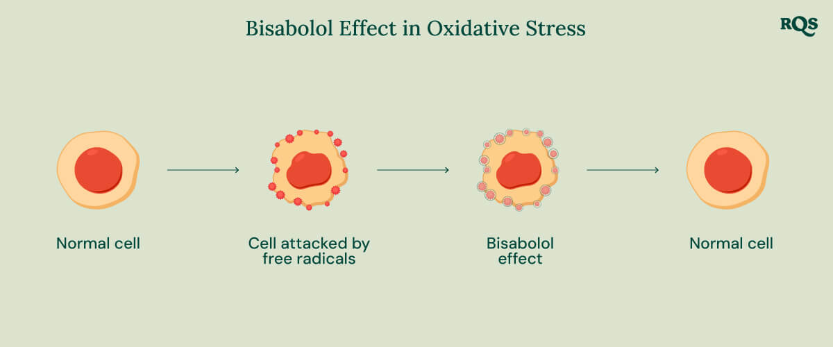 Infographic over het Bisabolol-effect bij oxidatieve stress, die de rol van bisabolol in de cellulaire gezondheid illustreert.