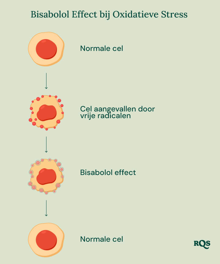 Infographic over het Bisabolol-effect bij oxidatieve stress, die de rol van bisabolol in de cellulaire gezondheid illustreert.