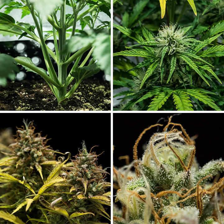 Collage van de Blue Cheese Auto cannabissoort van Royal Queen Seeds. Deze compacte autoflower biedt hartige smaken van peper, aarde en kaas, groeit tot 70 cm en levert 375 g/m² in 10–11 weken.