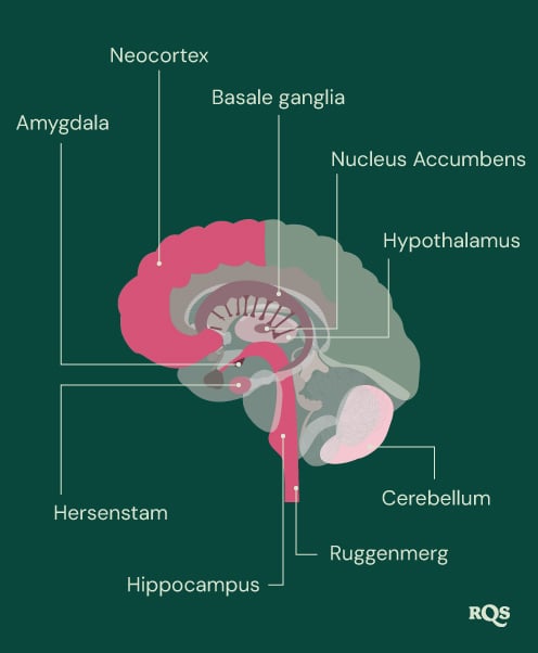 Brain Parts