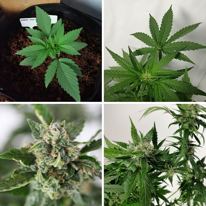 Collage van 4 foto’s van Bubble Kush Auto cannabis, met een jonge plant, gezonde groene bladeren en harsachtige, rijpe toppen.