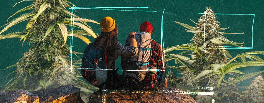 Twee mensen zitten op een rots, omringd door natuur, met close-ups van cannabisplanten aan beide zijden, die hun gedetailleerde bladeren en toppen benadrukken.