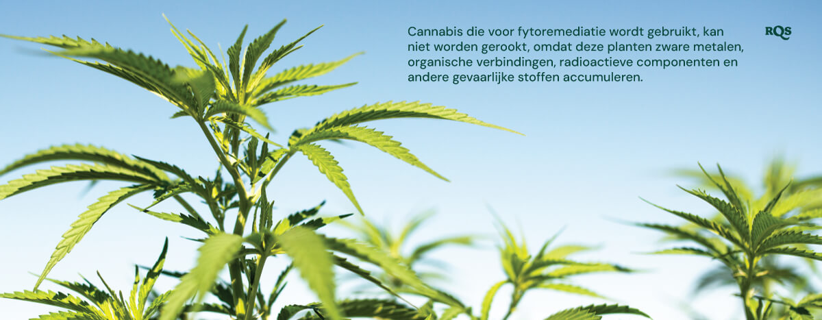 Close-up van cannabisplanten gebruikt in fytoremediatie, waarbij wordt benadrukt dat ze schadelijke stoffen ophopen.