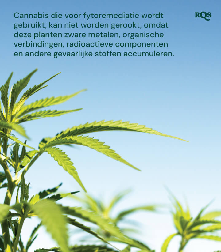 Close-up van cannabisplanten gebruikt in fytoremediatie, waarbij wordt benadrukt dat ze schadelijke stoffen ophopen.