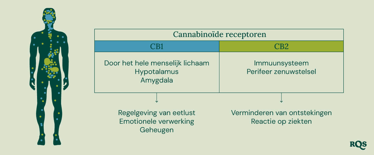 Cannabinoid Receptors