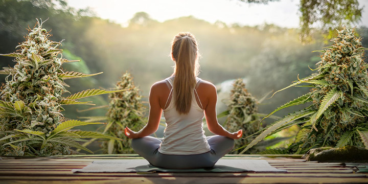 Een persoon zit in een meditatieve houding met de rug naar de camera, omringd door grote cannabisplanten.