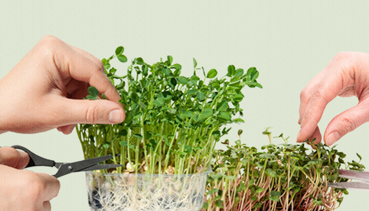 Cannabis microgreens benefits