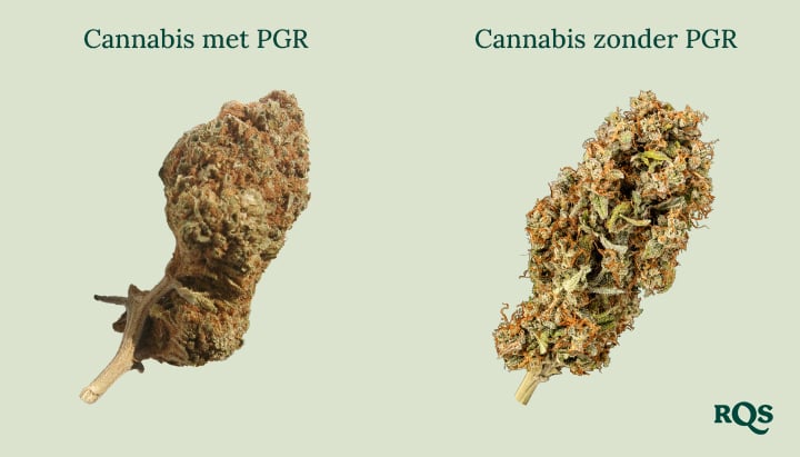 Cannabis toppen naast elkaar: Dichte, bruine „Cannabis met PGR's“ vs. groenere, luchtigere „Cannabis zonder PGR's.“ Leer het verschil te herkennen!