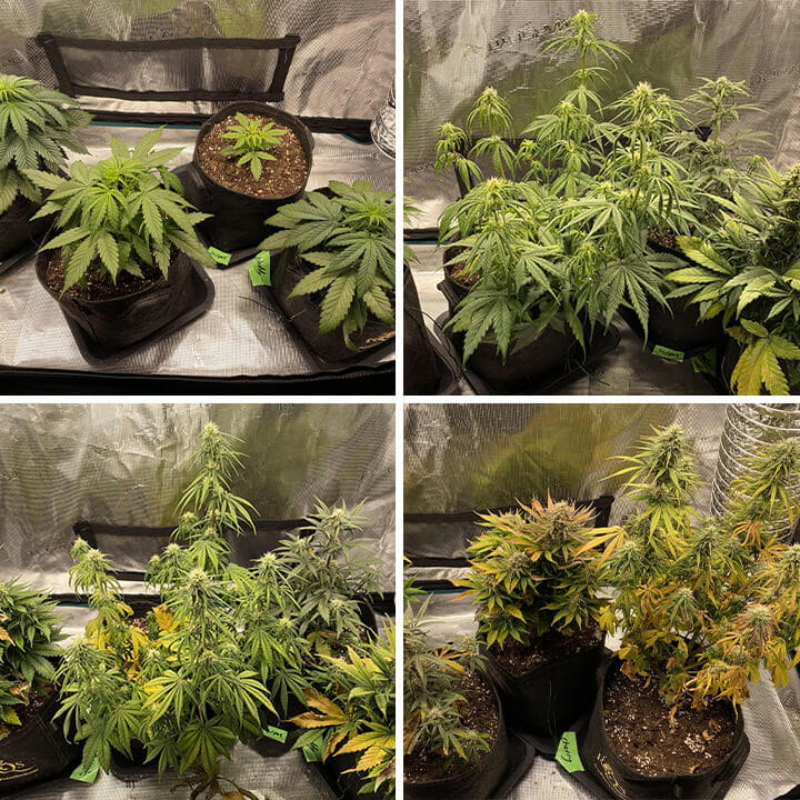 Collage van vier beelden die Cherry Pie Auto cannabisplanten tonen: zaailingen, vegetatieve fase, bloeifase en volwassen planten met toppen.