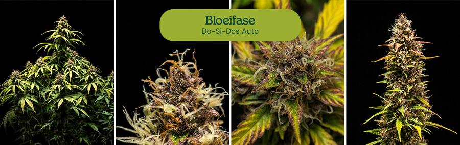 Do-Si-Dos Auto cannabis strain die de bloeifase ingaat, met harsachtige toppen en felgroene bladeren. Hoogopbrengende autoflower variëteit voor binnen- of buitenkweek.